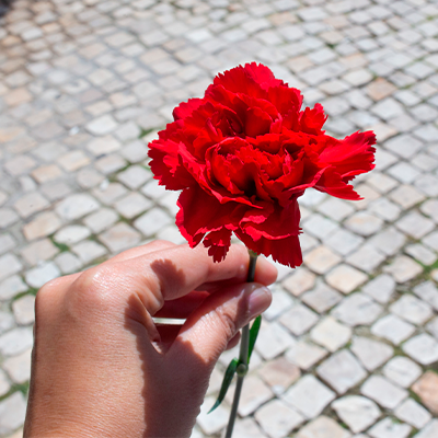 clavel rojo